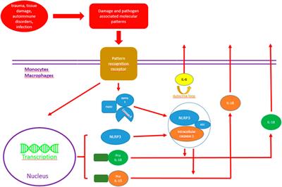 A short review on CRP synthesis inhibition in cardiovascular disease